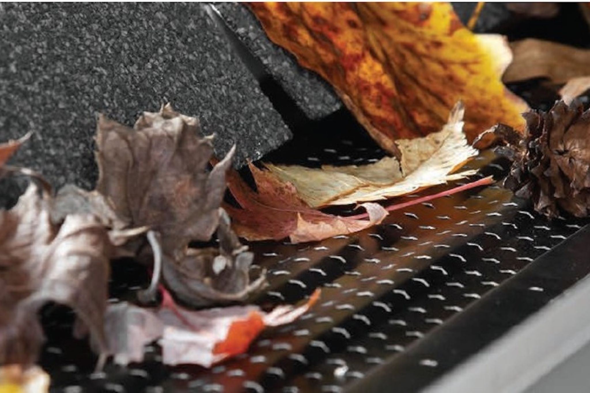 Do Gutter Guards Work in SWFL With Palm Fronds, Pine Needles, and Heavy Rain?